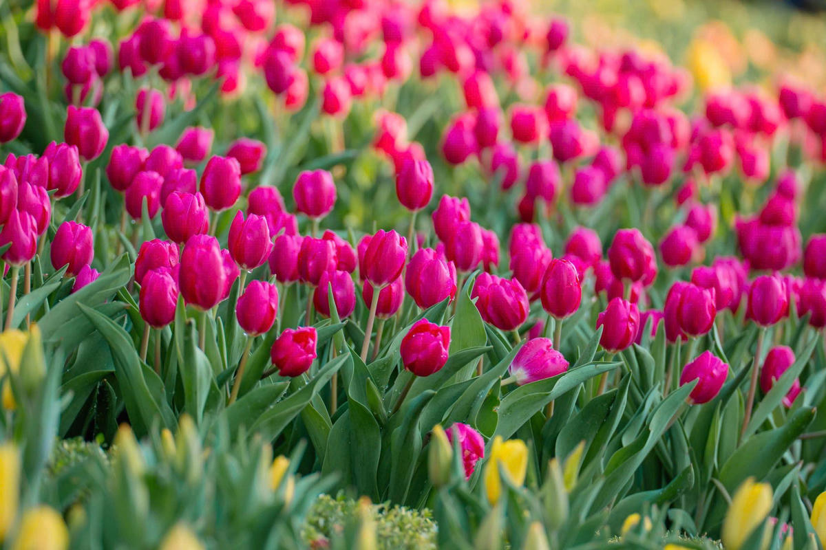 Vườn hoa Tulip đa sắc màu đang bung nở rực rỡ tại núi Bà.