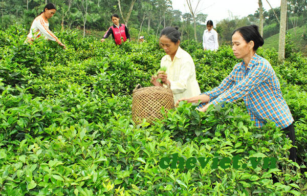 Vẫn thiếu tiêu chí đánh giá sản phẩm OCOP theo mô hình chính quyền 2 cấp.