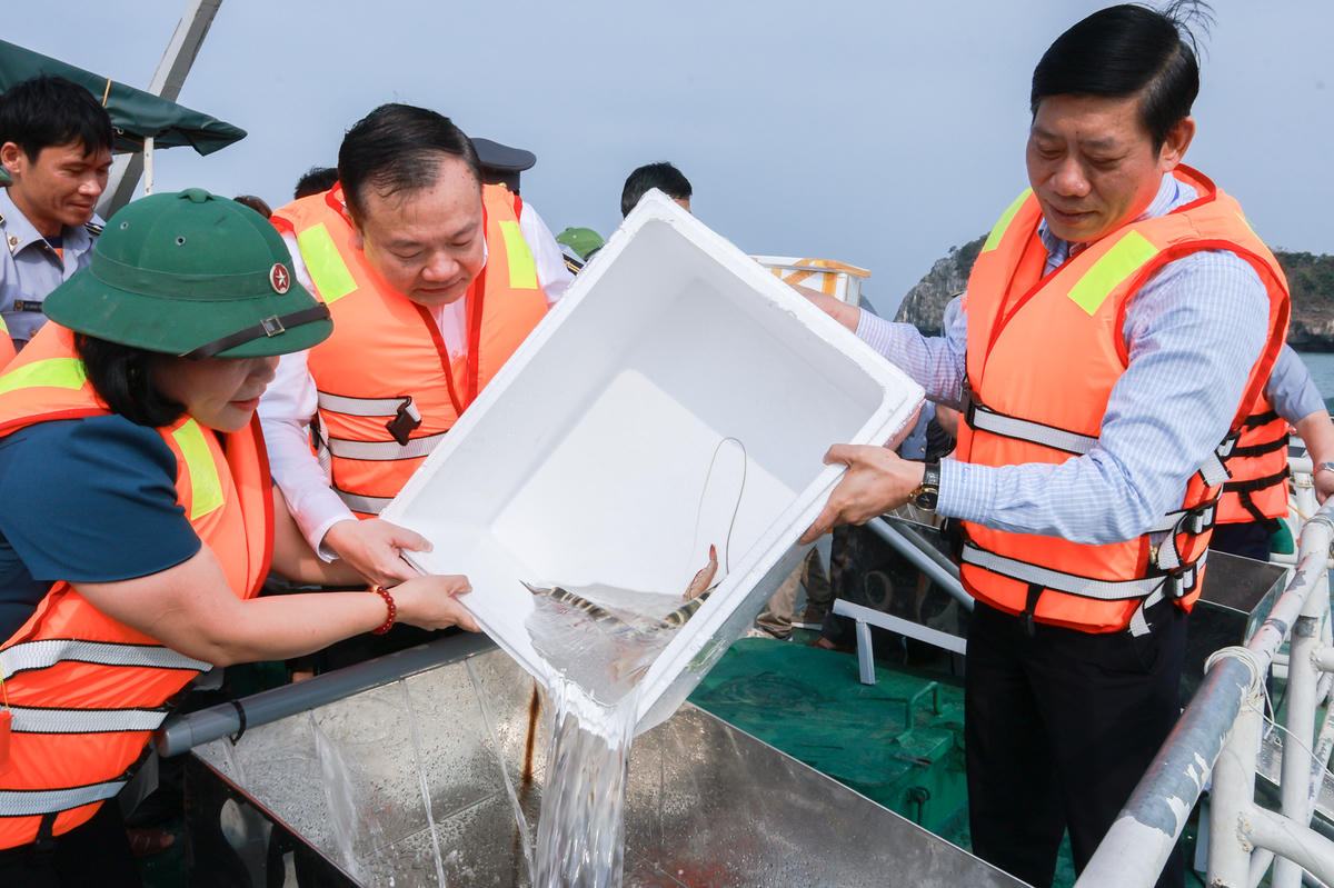Chương trình thả con giống tái tạo nguồn lợi thủy sản được tổ chức tại khu vực Bến Bèo, đặc khu Cát Hải. Ảnh: PT.&nbsp;