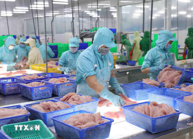 Chế biến cá tra xuất khẩu tại nhà máy của Tập đoàn Sao Mai, tỉnh An Giang. (Ảnh: Vũ Sinh/TTXVN).