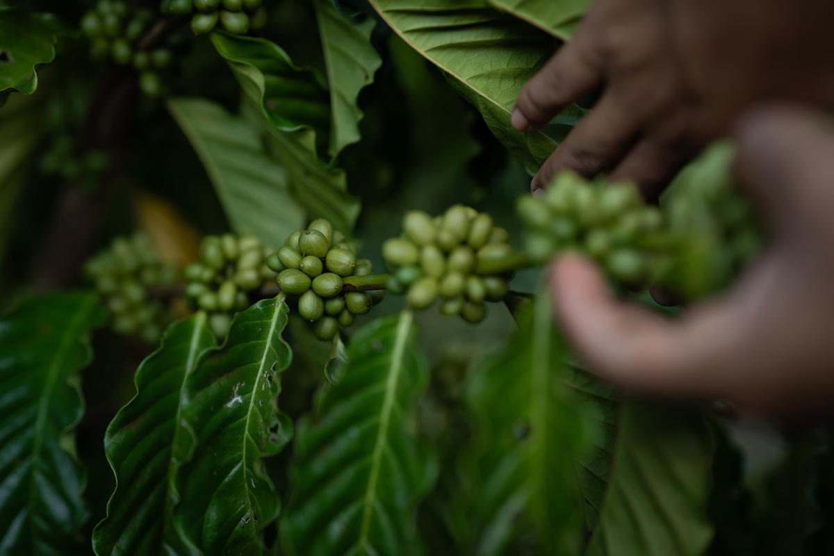 Cà phê robusta lên ngôi nhờ khí hậu