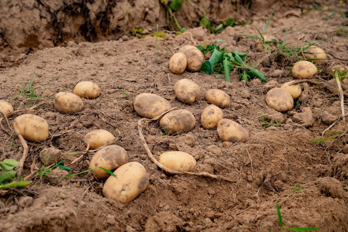 Củ khoai tây có chất lượng đồng đều, không bị dập nát sau thu hoạch. Ảnh: Đình Minh