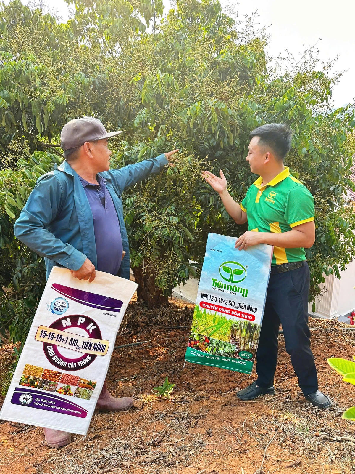 Cán bộ Công ty Cổ phần Công Nông nghiệp Tiến Nông đến thăm, trao đổi kỹ thuật tại mô hình trồng nhãn của nông dân Quàng Văn Pành.