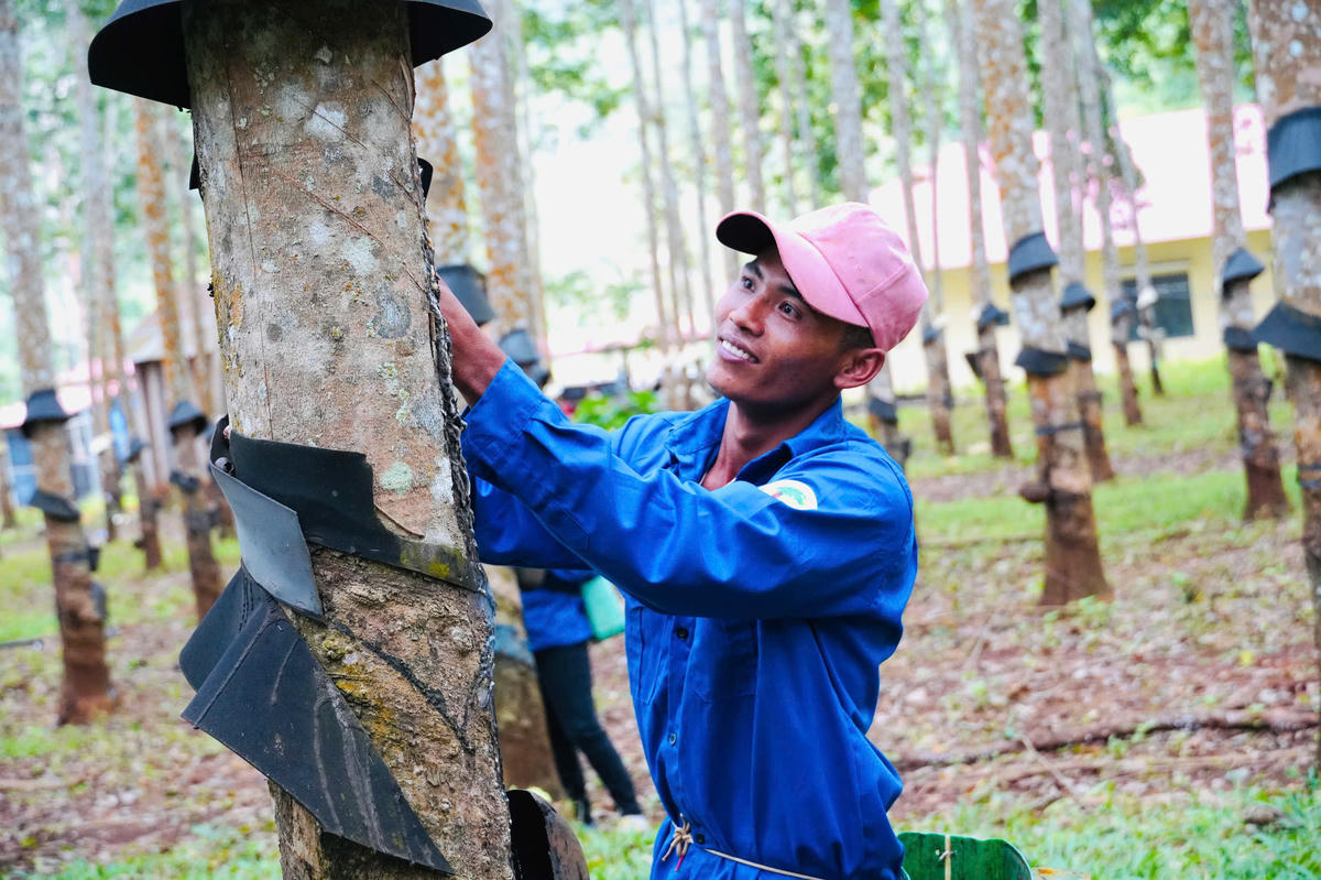 Công nhân tại Công ty TNHH PTCS Đắk Lắk - Mondulkiri (Dakmoruco) khai thác mủ cao su.