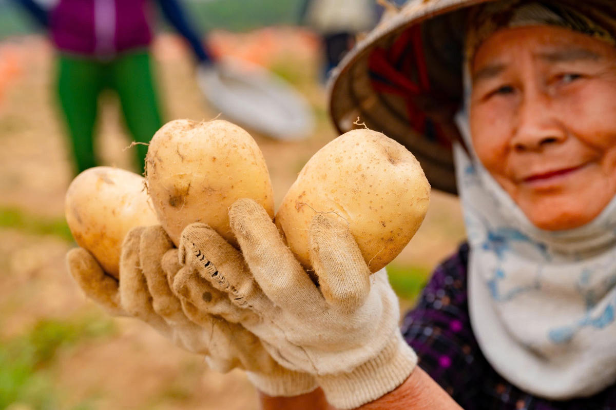 Những củ khoai tây chắc mẩy được trồng trên cánh đồng mẫu lớn của ông Chiến. Ảnh: Đình Minh