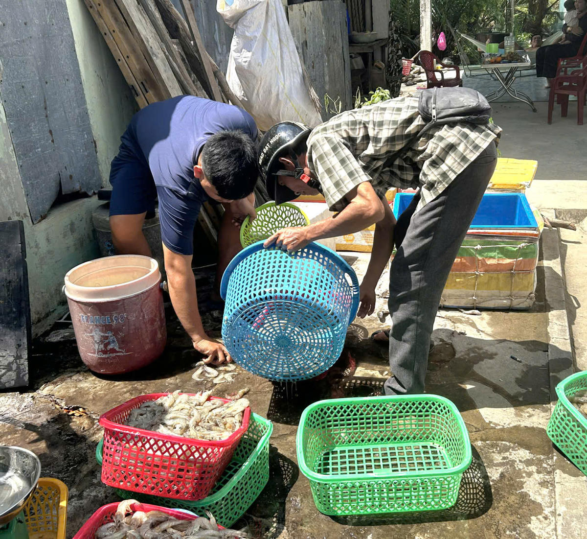 Tôm chết hàng loạt, nhiều người nuôi tôm bán vội tôm non. Ảnh: Nguyên Du