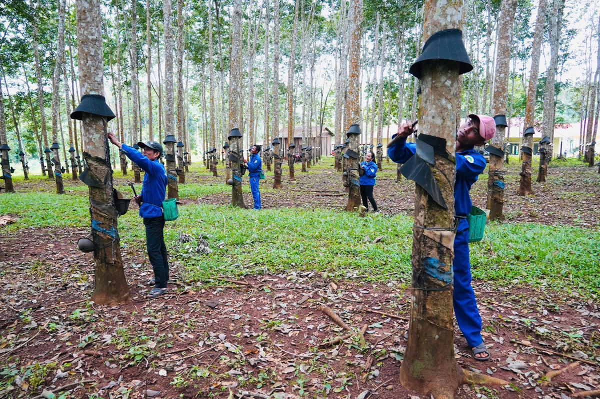 DAKRUCO mở rộng hợp tác, đầu tư đa lĩnh vực sản xuất kinh doanh