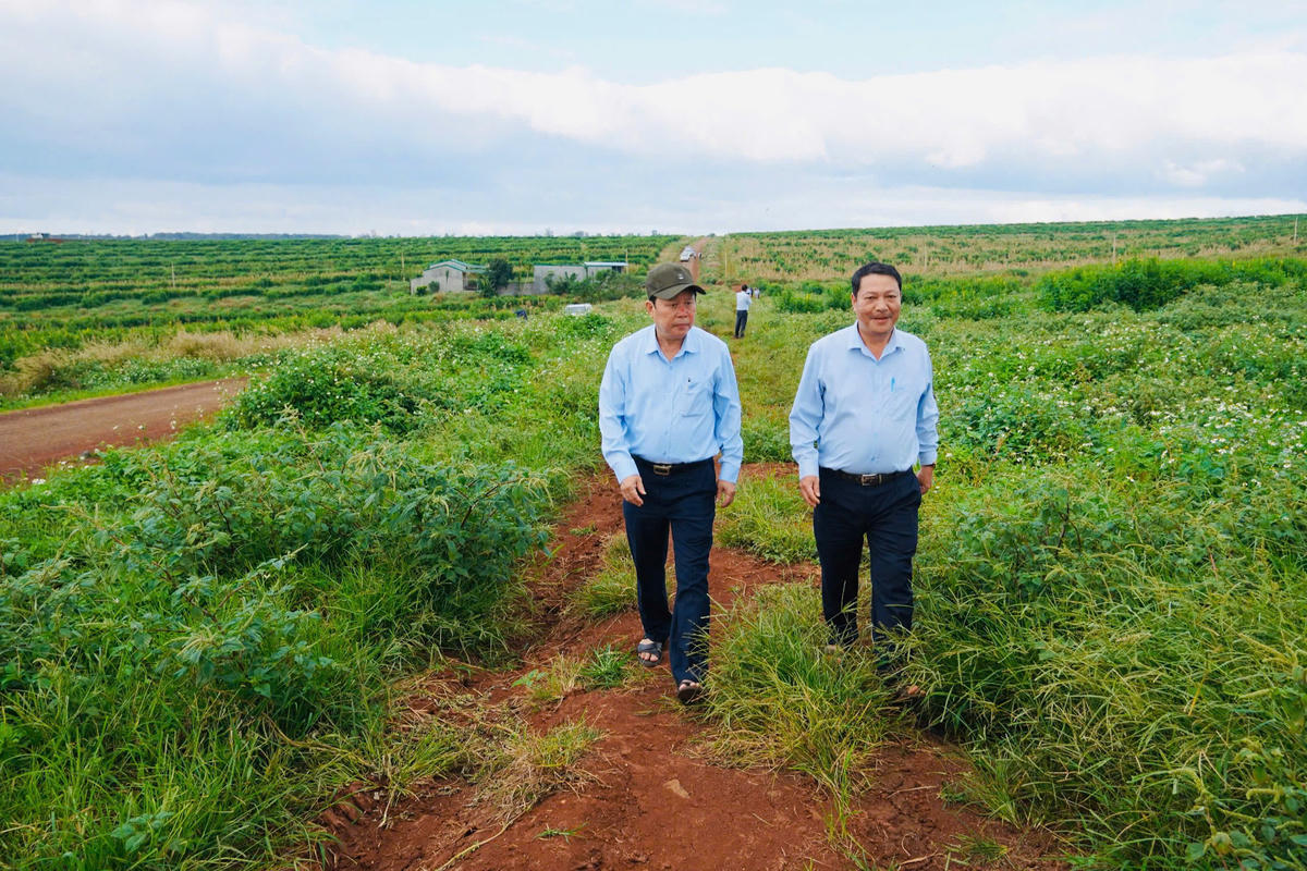 Ông Nguyễn Viết Tượng - Chủ tịch HĐQT DAKRUCO thăm dự án CưM'gar.