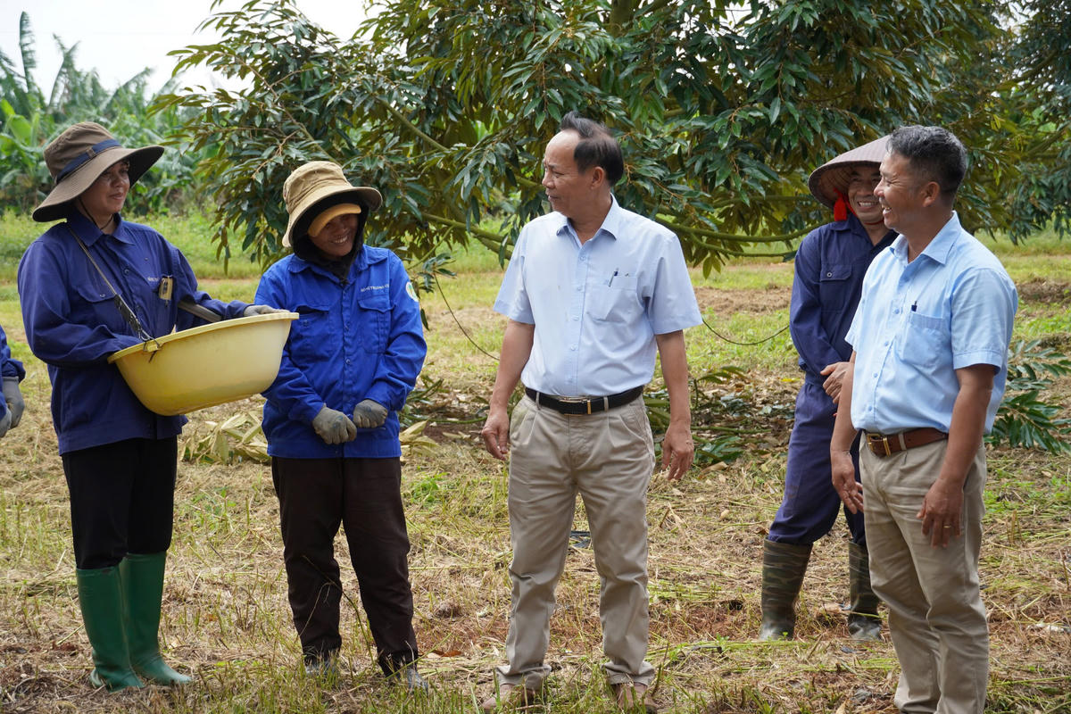 Ông Nguyễn Minh - Tổng Giám đốc DAKRUCO hỏi thăm công nhân chăm sóc sầu riêng tại Dự án Cư Bao.