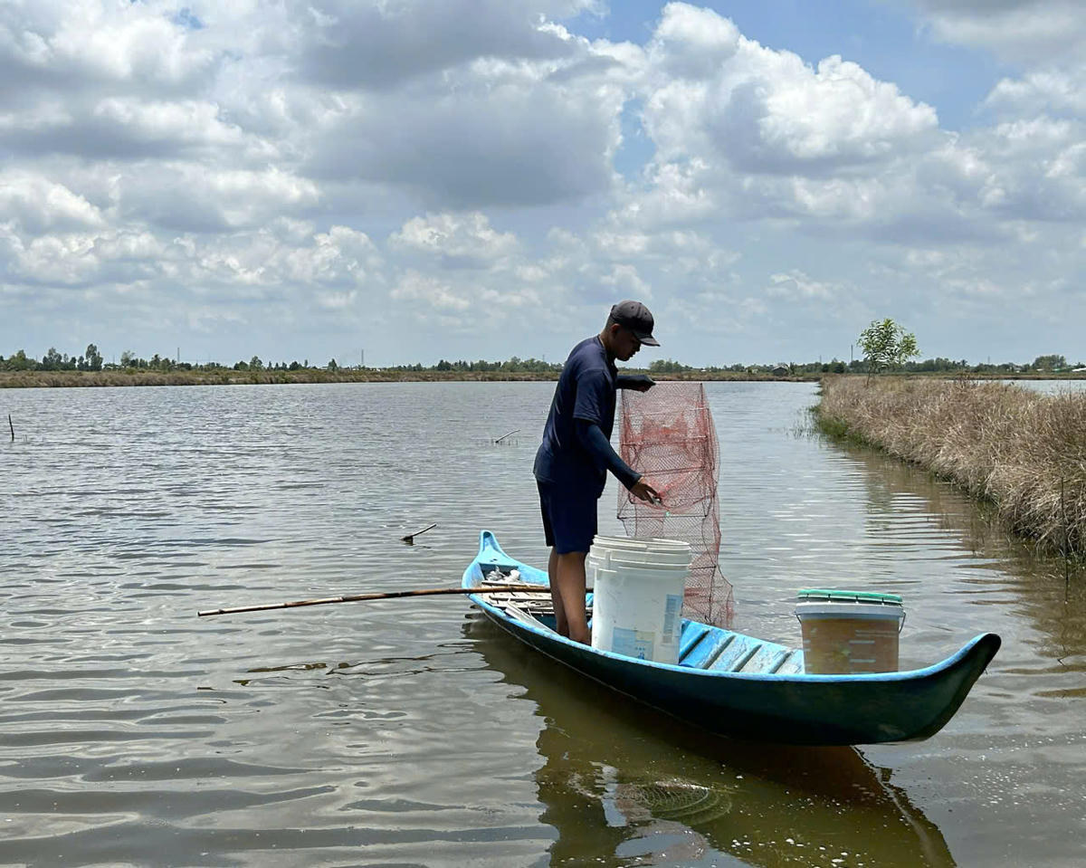 Nắng nóng kéo dài xuất hiện tình trạng tôm nuôi nổi đầu chết đỏ buộc nhiều hộ nuôi tôm ở phường Giá Rai phải thu hoạch “bán chạy” để cắt lỗ. Ảnh: Nguyên Du