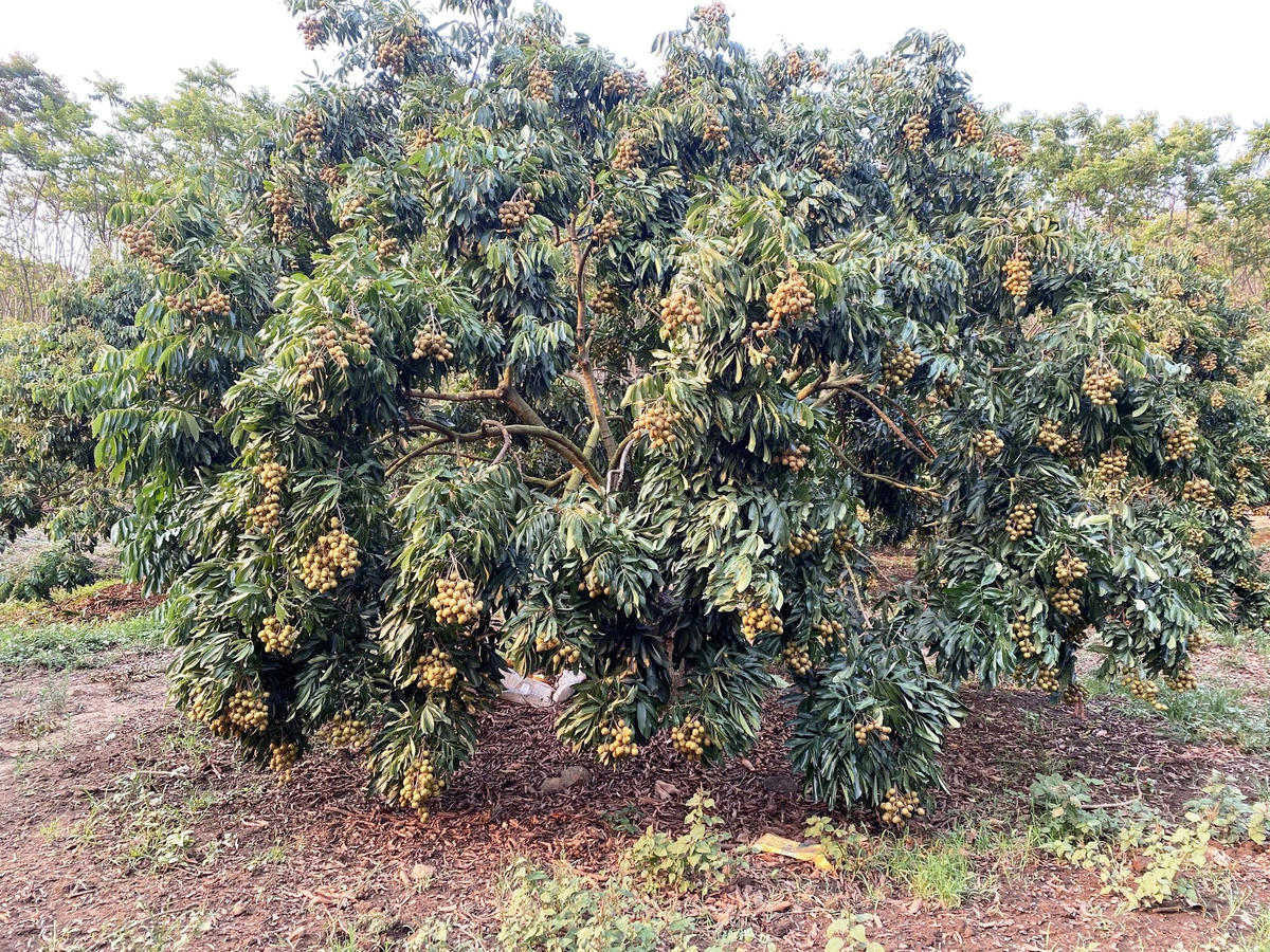 Vườn nhãn chín sớm của gia đình ông Quàng Văn Pành (bản Pản, xã Huổi Một, tỉnh Sơn La) cho năng suất ổn định, chất lượng đồng đều nhờ áp dụng quy trình canh tác khoa học.