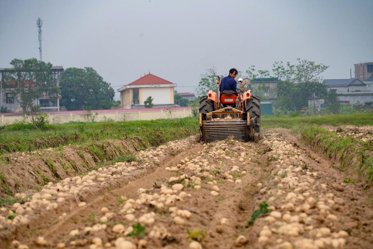 Máy đào khoai tây của ông Chiến mỗi ngày có thể thu hoạch 3 ha khoai tây. Ảnh: Đình Minh
