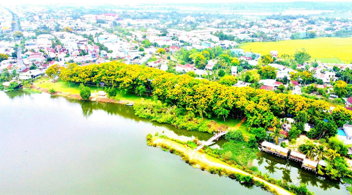 Một góc vườn hoa sưa ở làng Hương Trà, phường Hương Trà. Ảnh: CV.