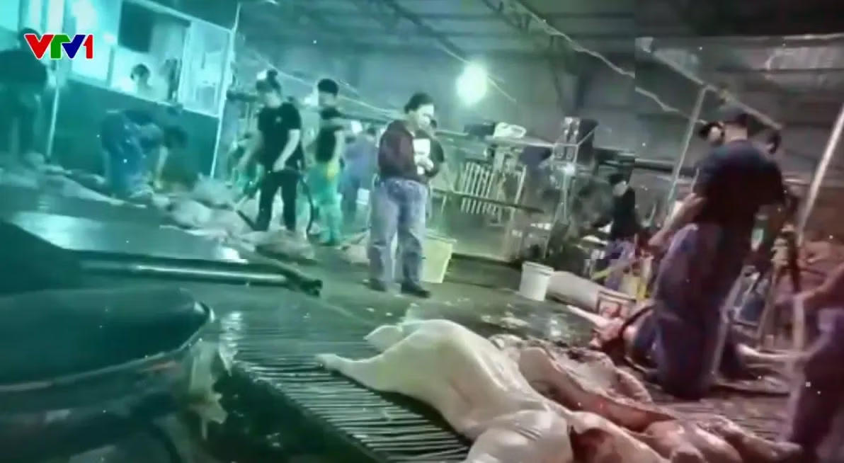 Nhiều con lợn bệnh đã được đóng dấu kiểm dịch, biến lợn bệnh thành lợn sạch bị phát hiện. Ảnh: VTV. 