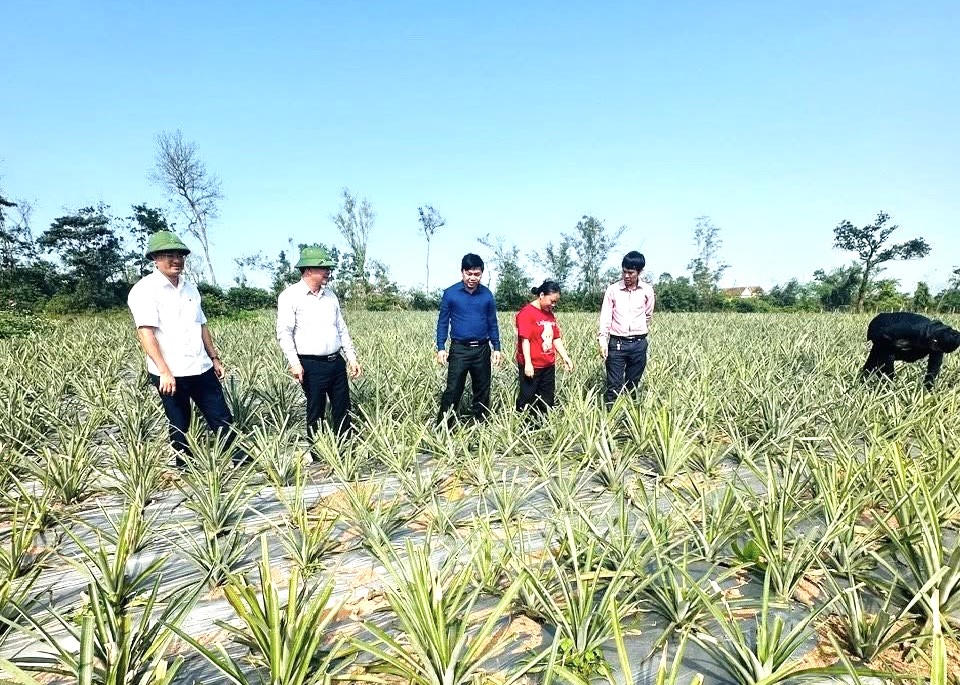 Mô hình trồng dứa liên kết với doanh nghiệp hứa hẹn đem lại kết quả khả quan về kinh tế. Ảnh: CH.