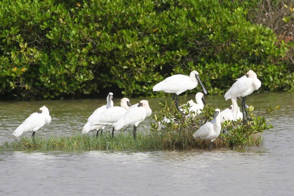 Vườn quốc gia Xuân Thủy được ví như một "ga chim di trú". Ảnh: Quang Chiều&nbsp;
