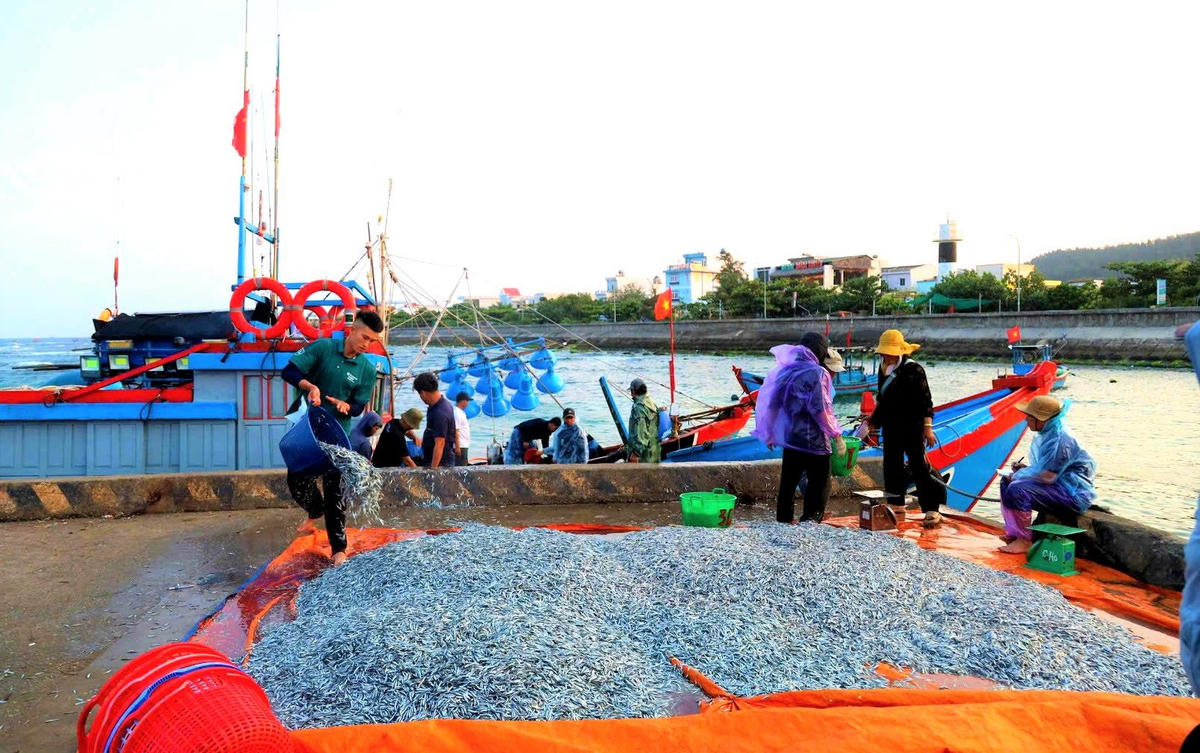 Ngư dân đặc khu Lý Sơn đánh bắt trúng nhiều mẻ cá cơm. Ảnh: CV.