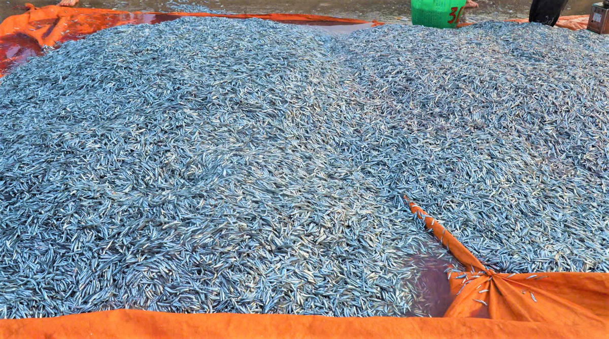 Giá cá cơm thương lái thu mua từ 20 đến 30 nghìn đồng/kg. Ảnh: CV.