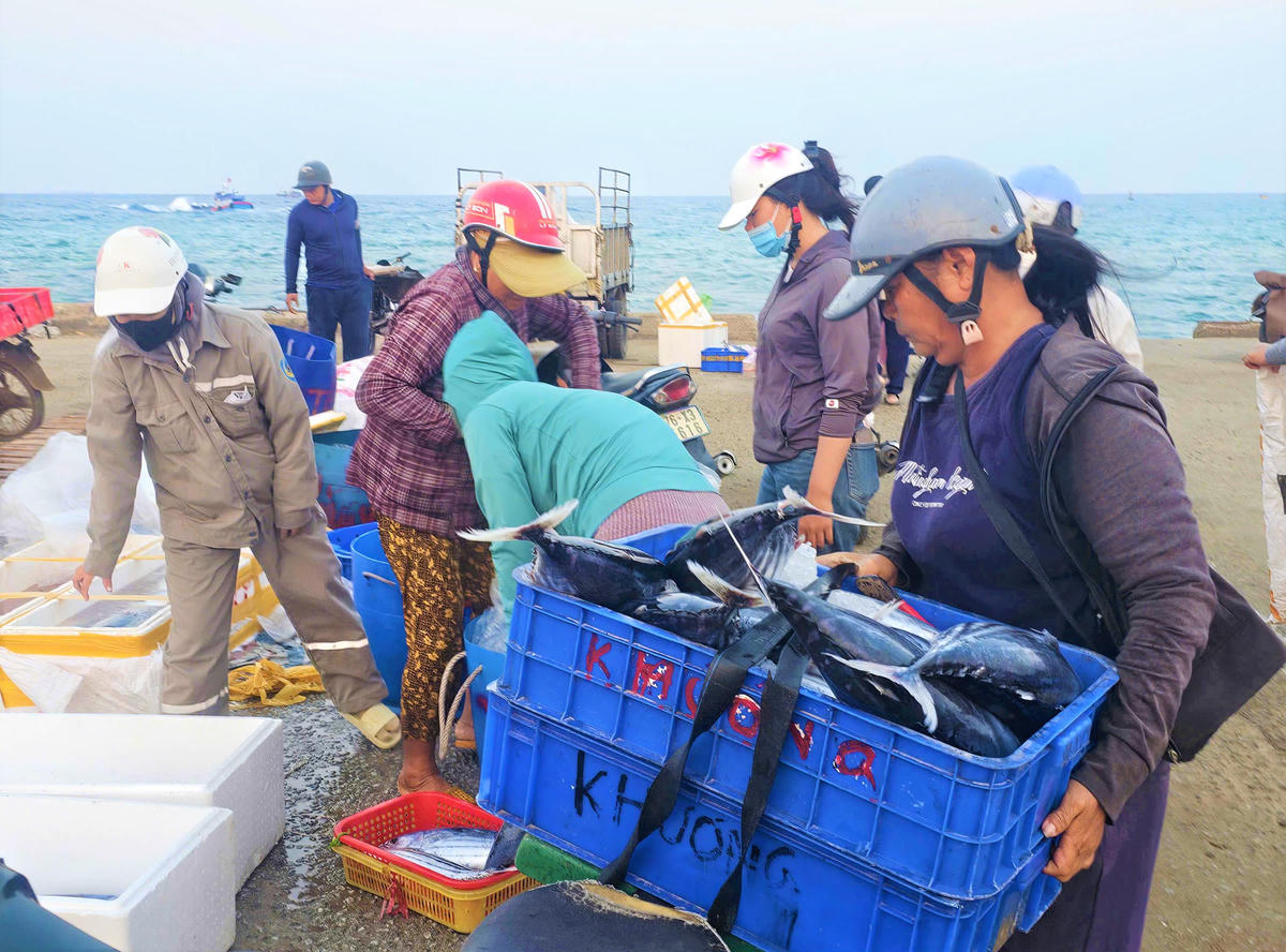 Thương lái thu mua hải sản chở đi bán cho nhà hàng. Ảnh: CV.