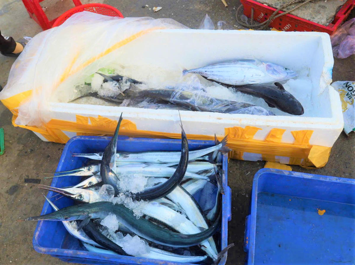 Những loại hải sản tươi rói được ngư dân đánh bắt đưa lên bờ. Ảnh: CV.
