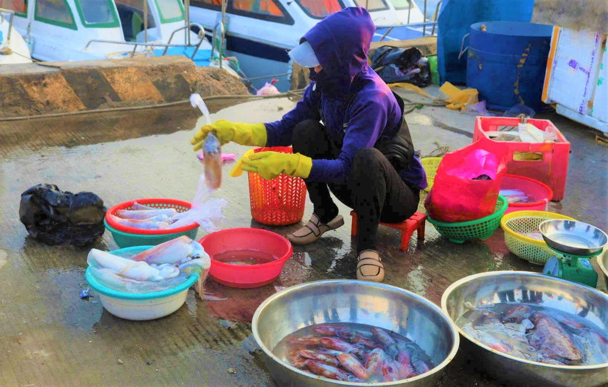 Mực tươi được thương lái bán tại cảng Lý Sơn. Ảnh: CV.