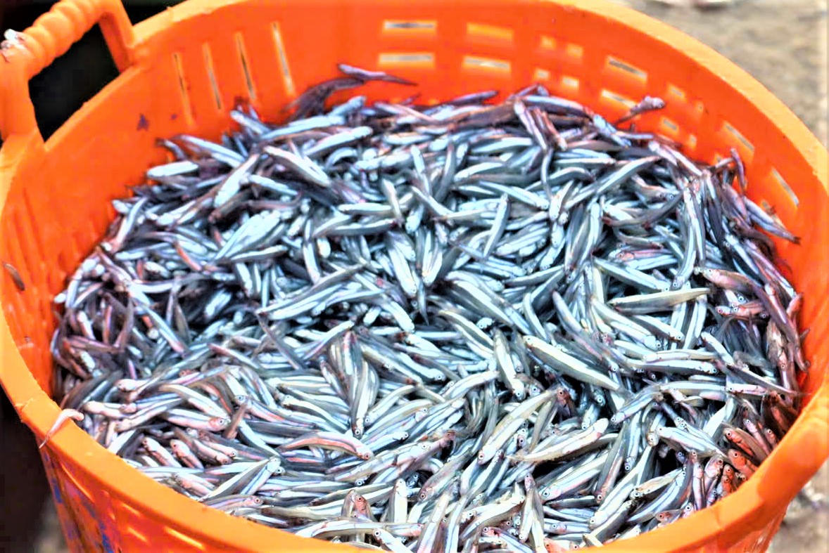 Những sọt cá cơm tươi rói. Ảnh: CV.