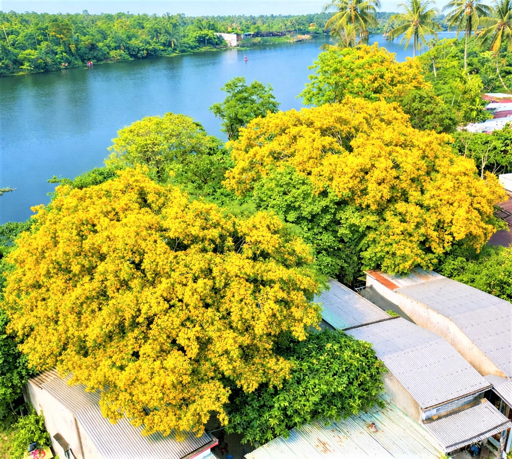 Hoa sưa nở vàng óng trên mái nhà người dân ở dọc bờ sông Tam Kỳ. Ảnh: Chí Đại
