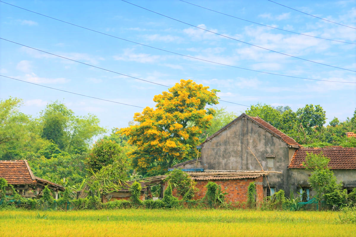 Hoa sưa nở vàng rực ở làng quê TP Đà Nẵng. Ảnh: Chí Đại.