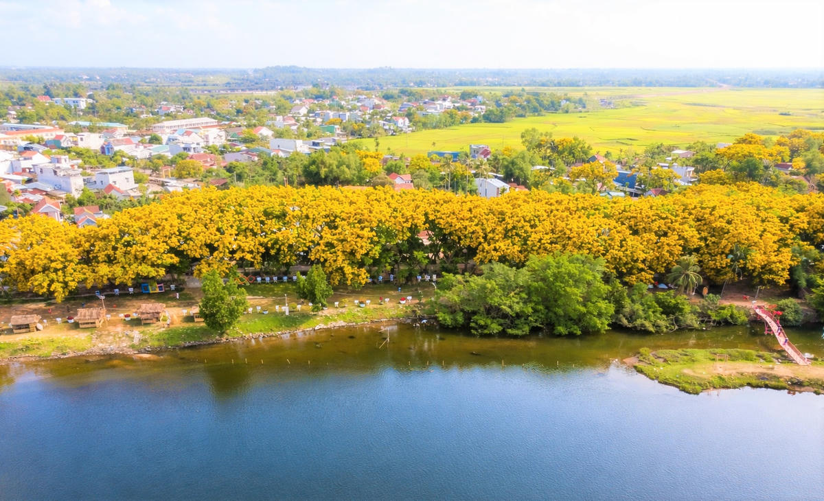 Một góc dọc bờ sông Tam Kỳ hoa sưa nở vàng, đoạn qua phường Hương Trà. Ảnh: Anh Quân.