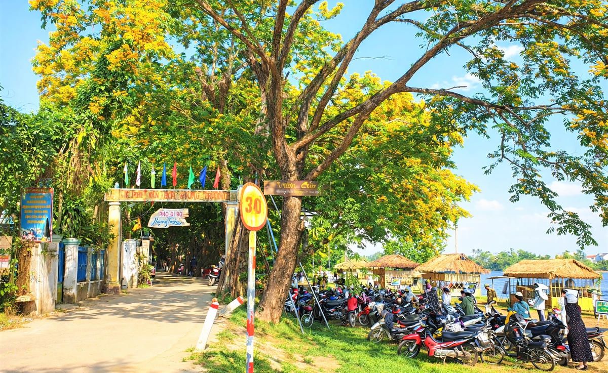 Làng Hương Trà hoa sưa nở vàng rất đẹp mắt. Ảnh: Chí Đại