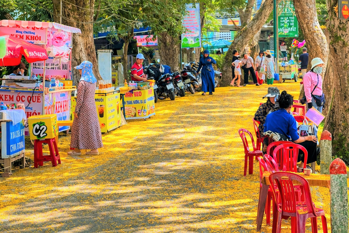 Hoa sưa nở rơi dọc tuyến đường bê tông ở làng Hương Trà. Ảnh: Chí Đại