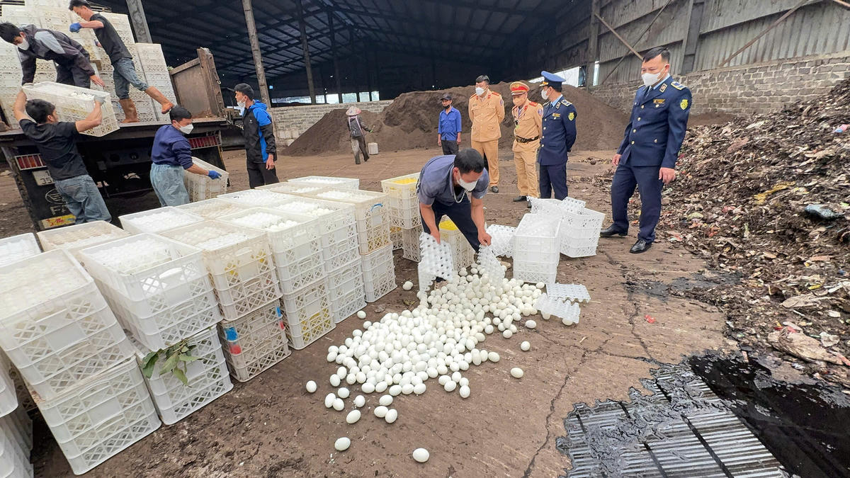 Chi cục Quản lý thị trường tỉnh Quảng Ninh phối hợp với Phòng CSGT Công an tỉnh Quảng Ninh xử lý lô hàng gần 30.000 quả trứng vịt lộn không rõ nguồn gốc của ông Bùi Đức Thành (phường Móng Cái 3). Ảnh: SCT.&nbsp;