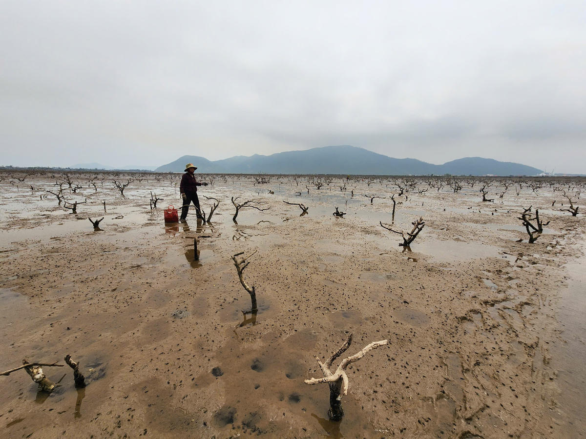 Hà Tĩnh: Rừng ngập mặn chết hàng loạt, nguy cơ mất an toàn đê biển