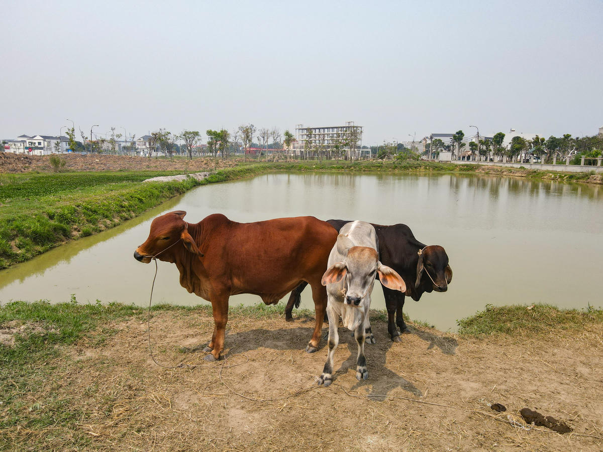 Theo ghi nhận của PV Báo Đại Đoàn Kết ngày 7/4, trong khuôn viên dự án, hiện có 2 dãy nhà 1 tầng đã hoàn thiện, một khối nhà 6 tầng mới hoàn thành phần khung, cùng nhiều hạng mục nền móng dang dở. Một số khu vực chưa được xây dựng trở thành bãi đất trống, bị người dân tận dụng để chăn thả gia súc. Ảnh: Đình Minh