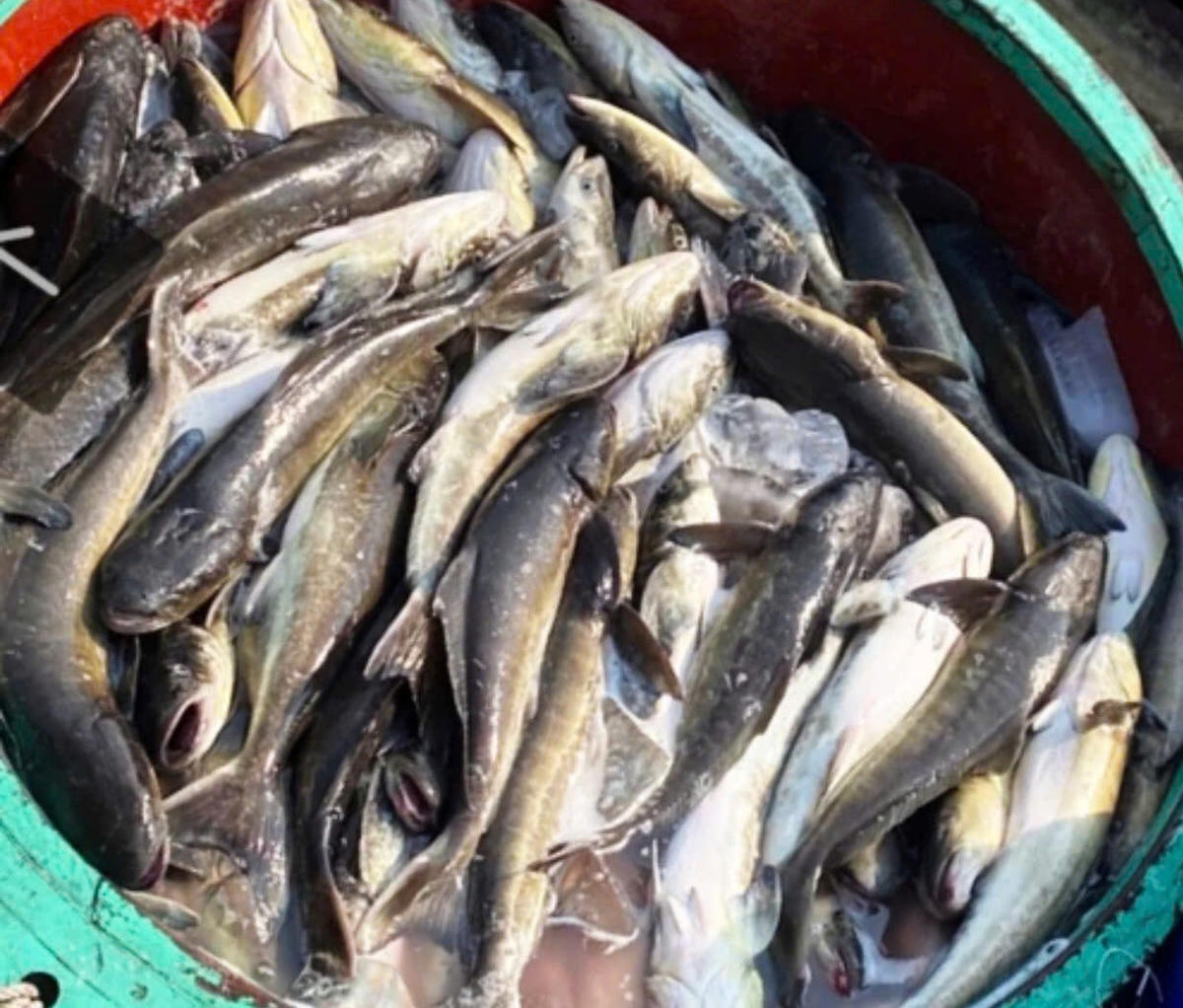 Cá bớp chết hàng loạt khiến người dân ở đặc khu Lý Sơn thiệt hại nặng về kinh tế. Ảnh: CV.