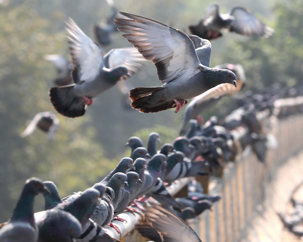 Trái đất bước vào “kỷ nguyên đồng hóa sinh thái”