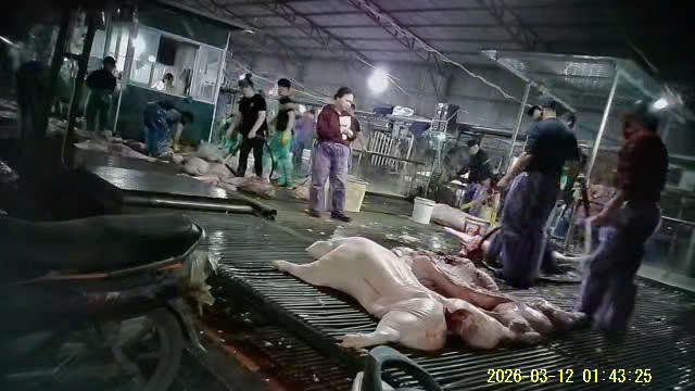 Lợn bệnh được giết mổ tại lò mổ Vạn Phúc