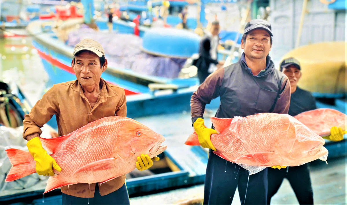 Ngư dân Quảng Ngãi trúng đậm lộc biển