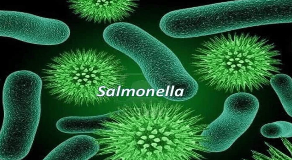 Báo cáo nhanh từ Bệnh viện Nhân dân Gia Định, 7/10 mẫu phân được lấy từ các học sinh nghi ngộ độc thực phẩm cho kết quả dương tính với vi khuẩn Salmonella. Ảnh: SYT