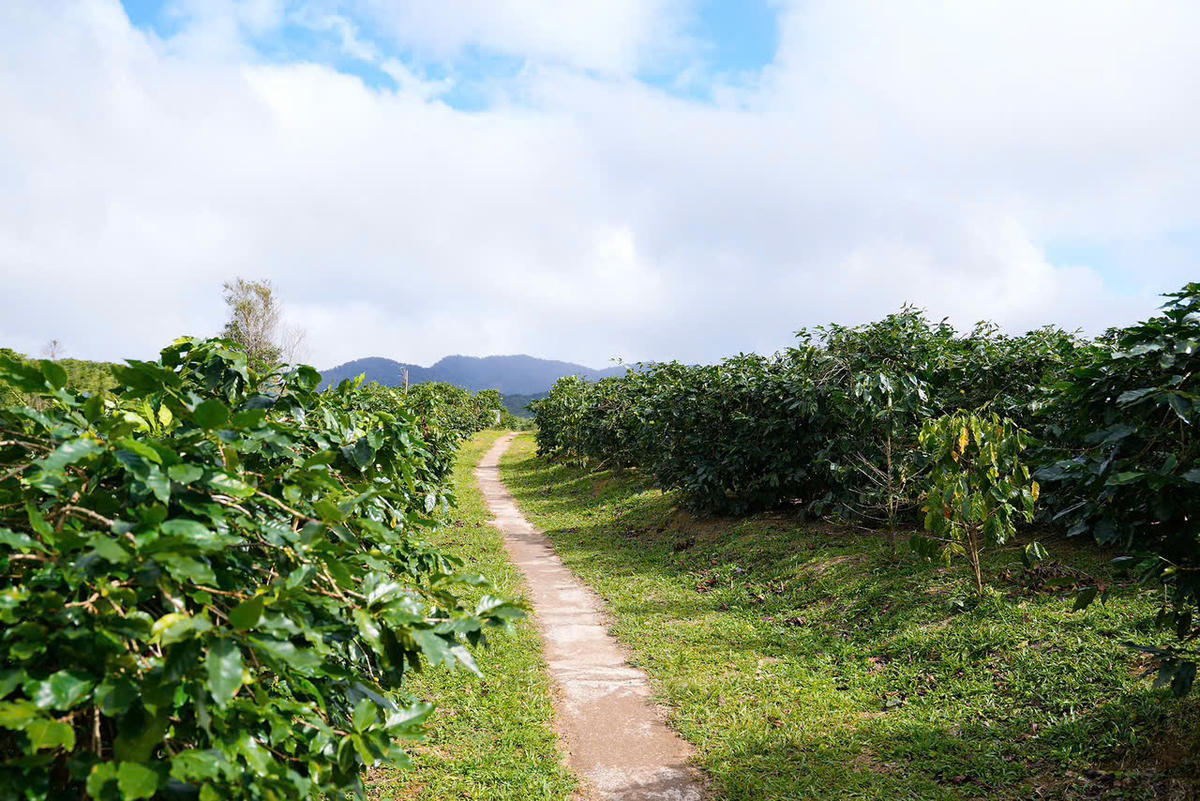 Quảng Trị: Phát triển bền vững văn hóa cà phê Khe Sanh