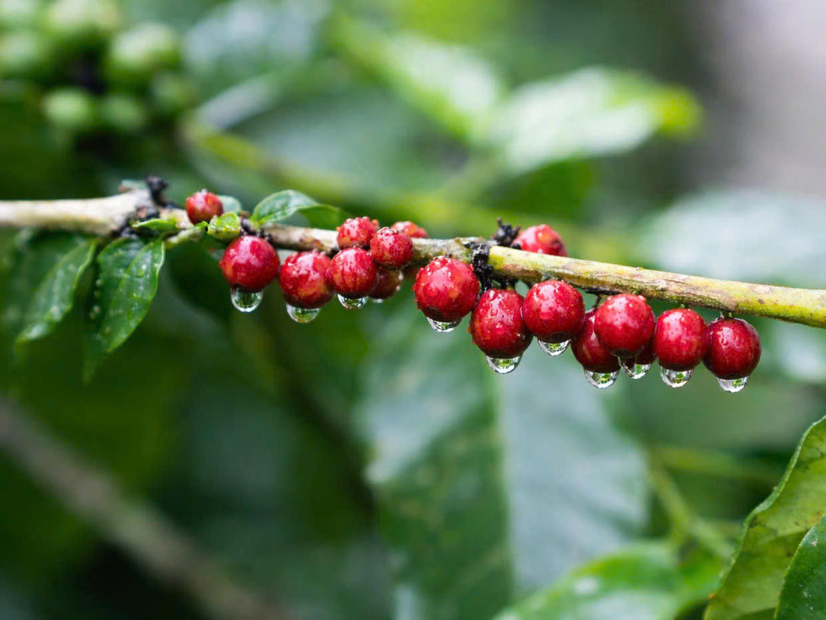 Quảng Trị: Phát triển bền vững văn hóa cà phê Khe Sanh