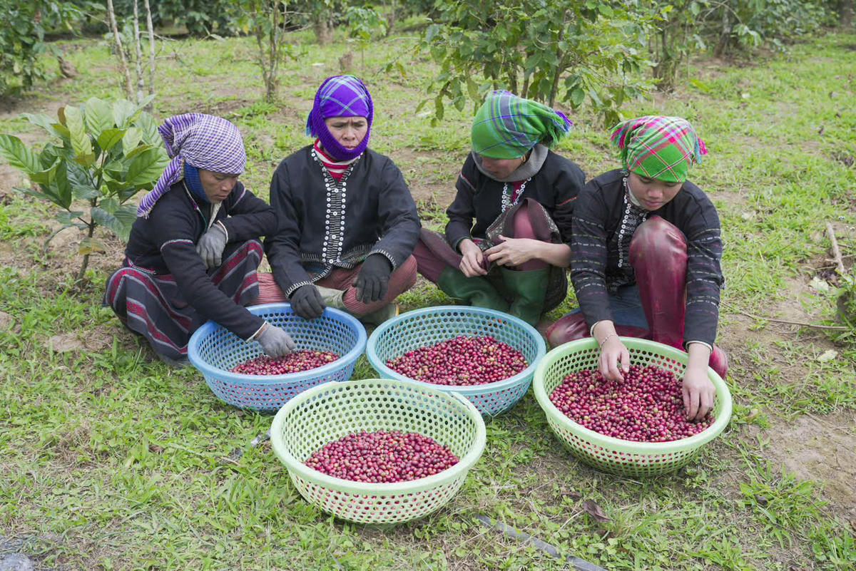 Mùa thu hoạch cà phê tạo ra công ăn việc làm cho lao động thời vụ ở địa phương. Ảnh: LT.