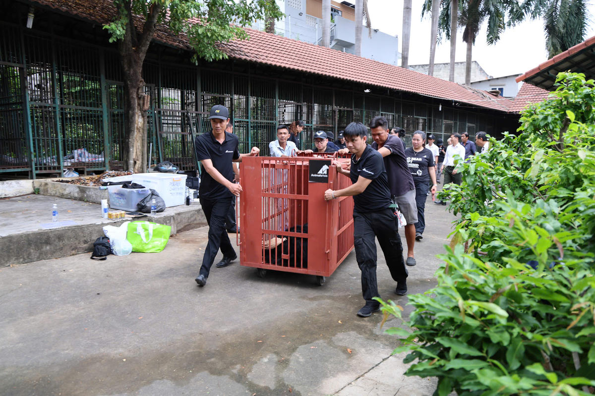 4 cá thể gấu được cứu hộ đưa về chăm sóc tại Trung tâm Cứu hộ Gấu Việt Nam ở Vườn quốc gia Bạch Mã. Ảnh: T.T.