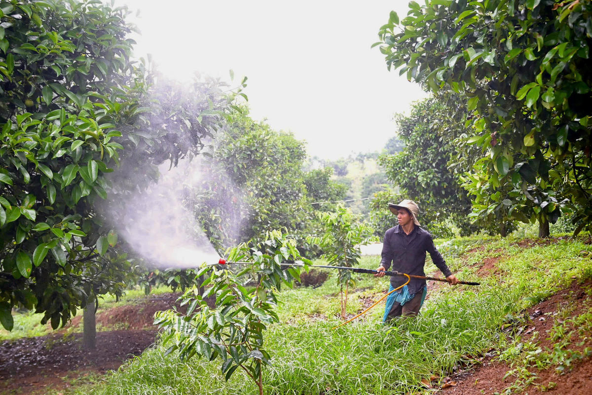 Đắk Lắk là địa phương có quy mô sử dụng thuốc BVTV lớn. Ảnh: BNN.