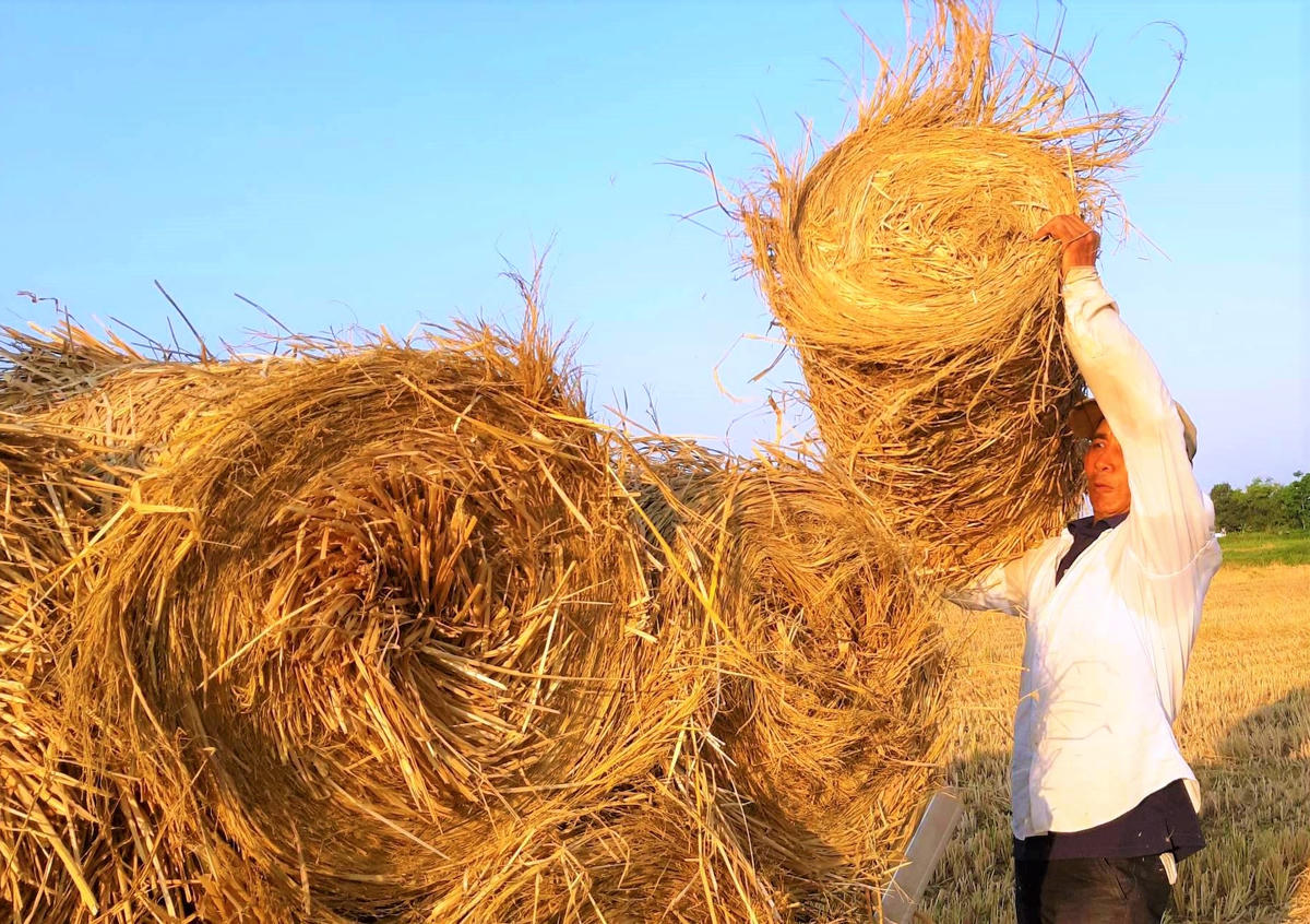 Người dân xã Thăng Điền vận chuyển rơm rạ về nhà. Ảnh: Tấn Thành.