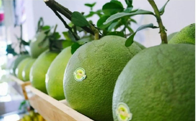 Việc ký kết Nghị định thư không chỉ mở ra cơ hội khai thác hiệu quả tiềm năng sản xuất của hai mặt hàng bưởi và chanh mà còn góp phần hoàn thiện hành lang pháp lý cho xuất khẩu chính ngạch. Ảnh: NN