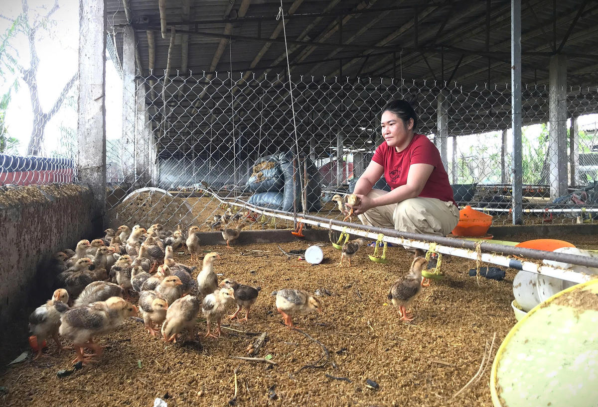 Người chăn nuôi tại Nghệ An bị ảnh hưởng thiên tai năm 2025 vẫn đang chờ nhận tiền hỗ trợ để tái đàn. Ảnh: Đ.B.