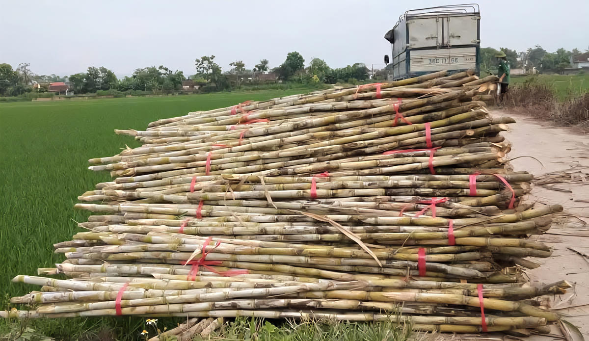 Nghịch lý thị trường đường