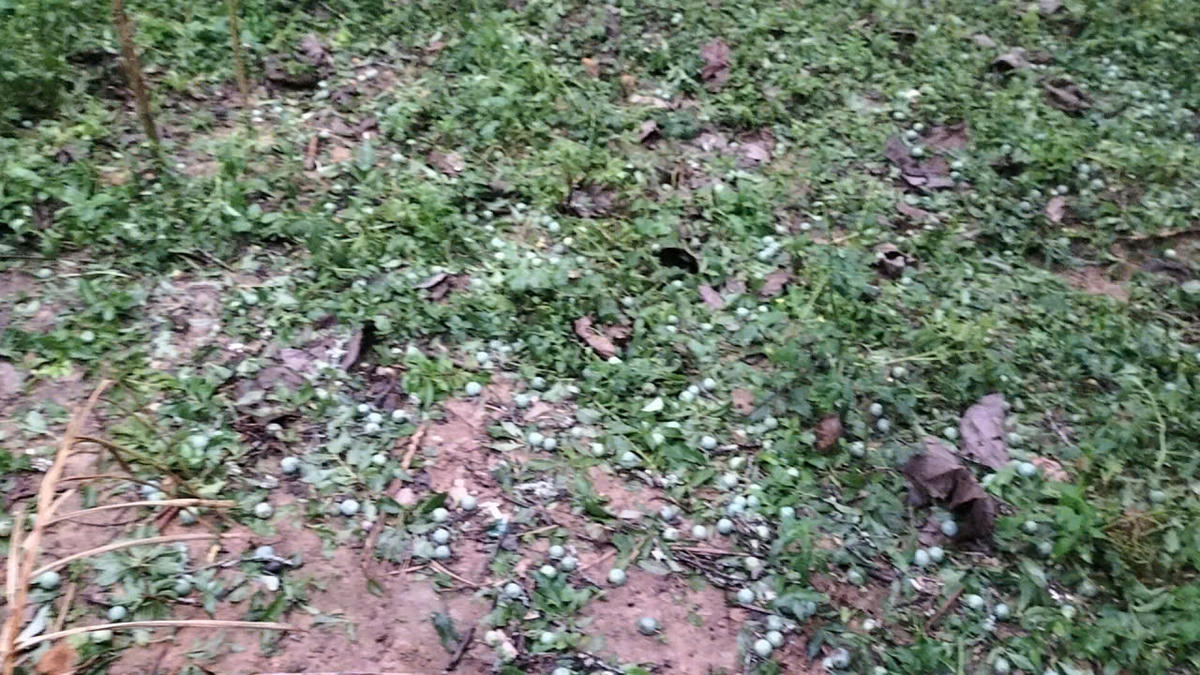 Nhiều diện tích mận ở Bắc Hà bị rụng quả. Ảnh: Trọng Đạt.