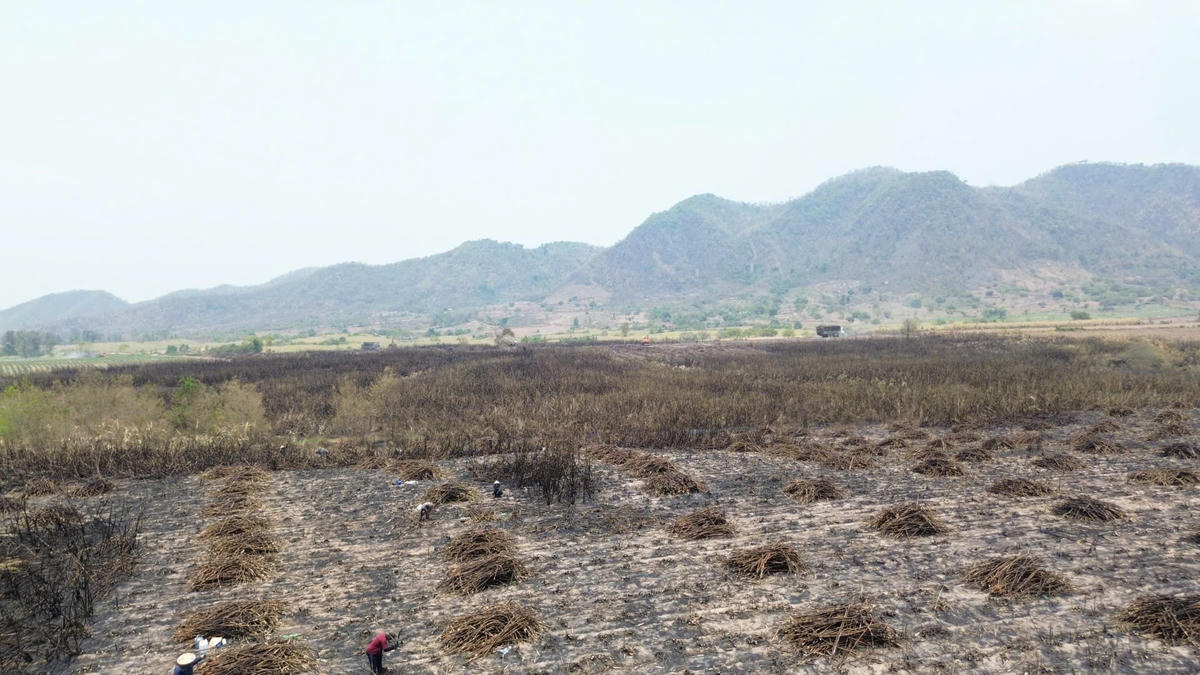 Một góc cánh đồng trồng mía của người dân bị cháy. Ảnh: Đình Sang.